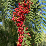 Falso árbol de pimienta
