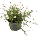 Erigeron