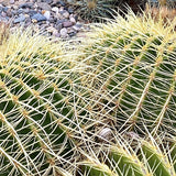Cactus-Echinocactus