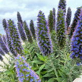 Echium - Orgullo de Madeira