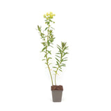 Euphorbia - Euphorbia