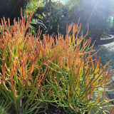 Euphorbia tirucalli