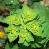 Euphorbia - Euphorbia