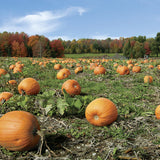 Calabaza