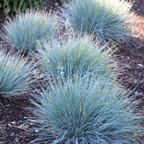 Blue Fescue Grass - Festuca
