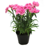 Carnation