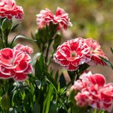 Clavel
