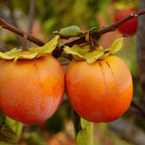 Caqui