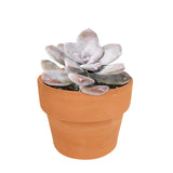 Graptopetalum