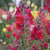 Snapdragon