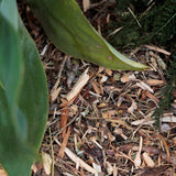 Mulch | Local Ibiza Pino