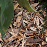Mulch | Local Ibiza Pino