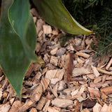 Mulch | Local Ibiza Pino