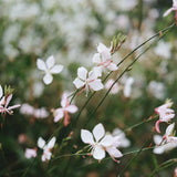 Gaura