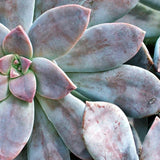 Graptopetalum