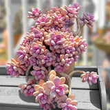 Graptopetalum
