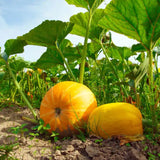 Calabaza