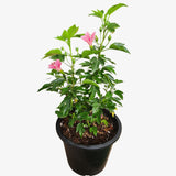 Hibiscus