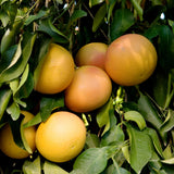 árbol de pomelo
