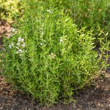 Thyme