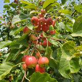 Wild apple tree