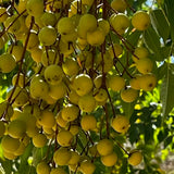 Chinaberry