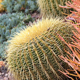 Cactus-Echinocactus