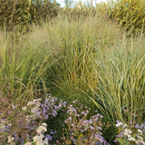 Panicum - Switchgrass
