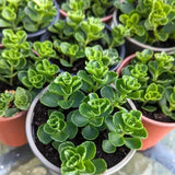 Sedum rastrero