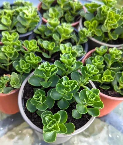 stonecrop indoor plant Trailing Stonecrop: Drought-Tolerant Groundcover for Mediterranean Gardens – Gardens of Ibiza