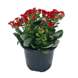 Kalanchoe