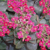 Kalanchoe