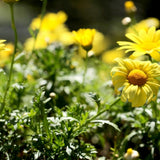 Euryops