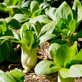Pak choi