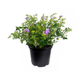 Purple Lantana
