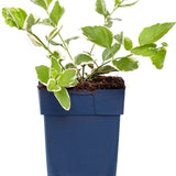 Large Periwinkle
