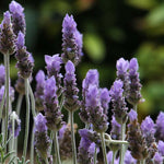 Lavandula-Dentata-GardensofIbiza