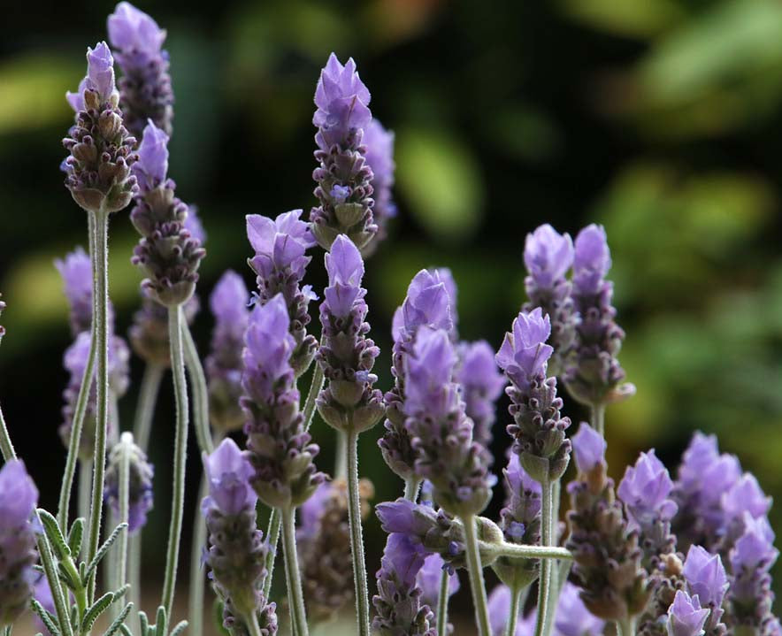 Lavandula-Dentata-GardensofIbiza