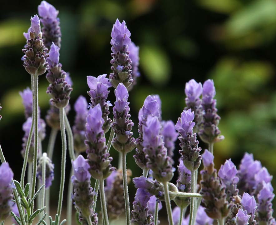 Lavandula-Dentata-GardensofIbiza