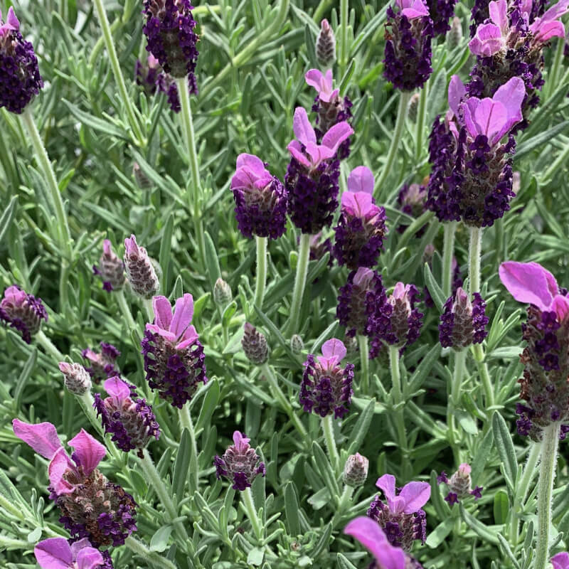 Lavender Bella Gardens of Ibiza