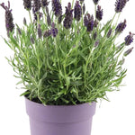 Lavender Stoechas Bella GOI