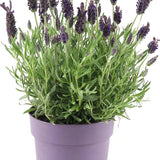 Lavender Stoechas Bella GOI