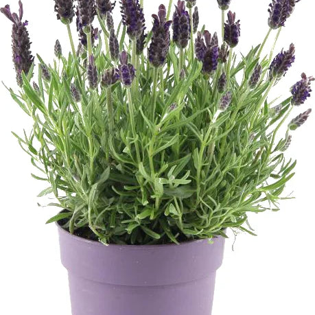 Lavender Stoechas Bella GOI