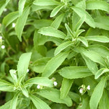 Stevia
