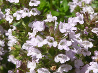 Lemon Thyme