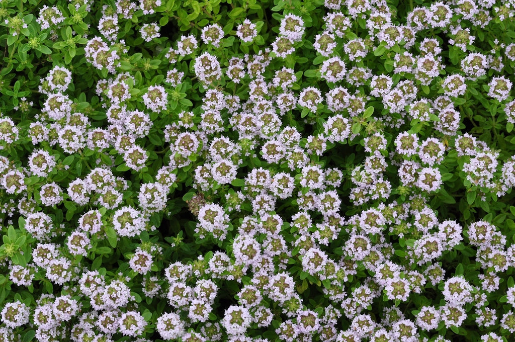 Lemon Thyme GardensofIbiza