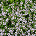 Lemon Thyme GardensofIbiza