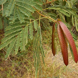 Árbol de plomo