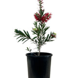 Callistemon