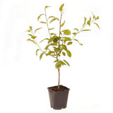 Pear Tree